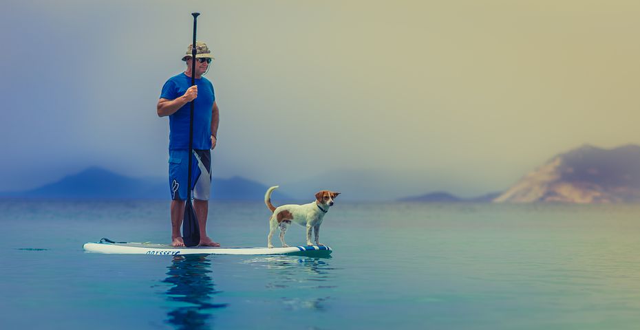 Paddle, stand up, planche, mer, montagne, chien, pagaie